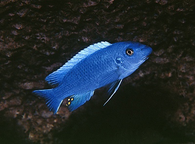 Labeotropheus trewavasae 'Likoma Island'